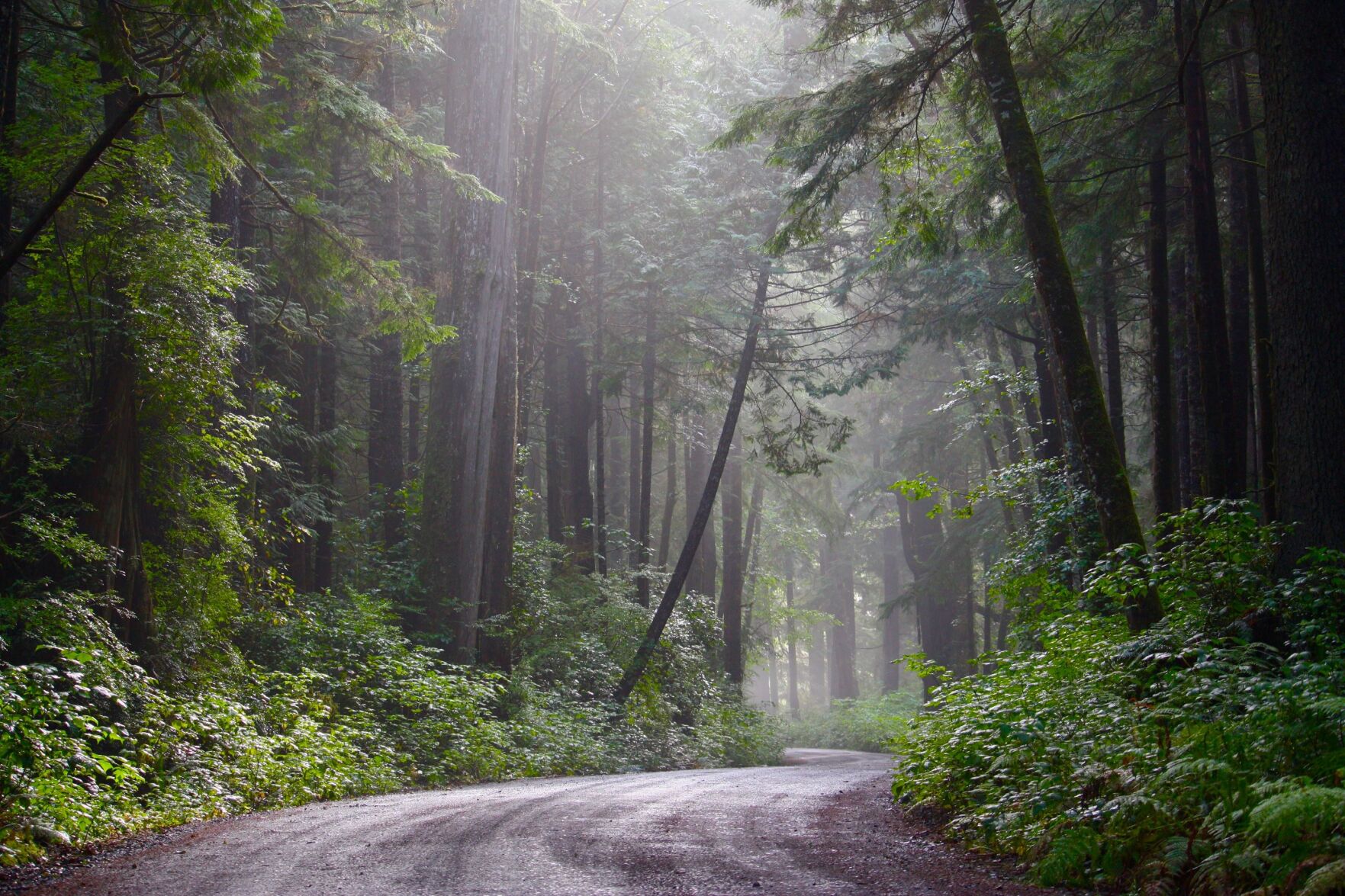 Olympia Rainforest Road